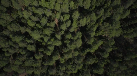 Forest from helicopter 01 Stock Footage 36875652