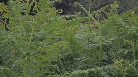Forest herbs Vídeos de archivo 132748827