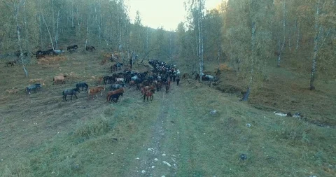 Forest. Herd of horses Stock Footage 99651734