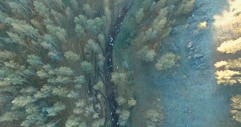 Forest. Herd of horses. Sun Stock Footage 99651257