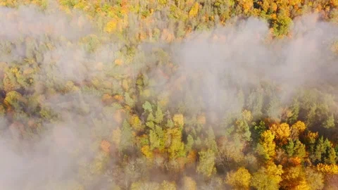 Forest Hidden Beneath Fog Symbolizing Misinformation Uncertainty and Truth Stock Footage 336643192
