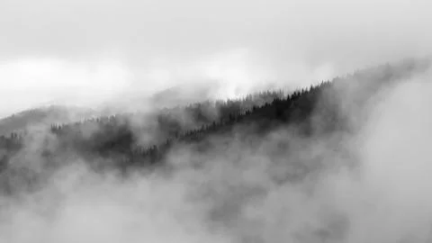 The forest is hidden in clouds Stock Photos