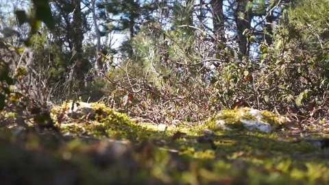 Forest hide path with moss Stock Footage 108587822