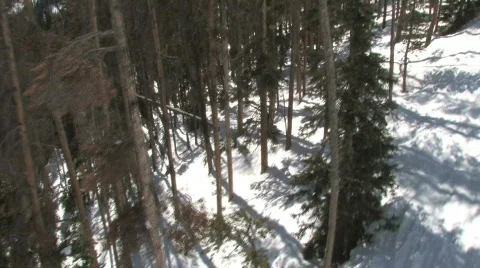 Forest  High Angle Video stock 343169
