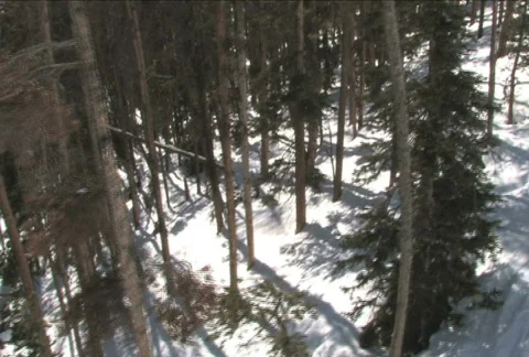 Forest  High Angle Stock Footage 343171