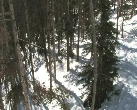Forest  High Angle Video stock 343174