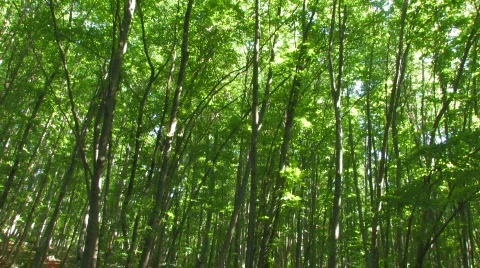 Forest with high green trees 2 Stock Footage 478281
