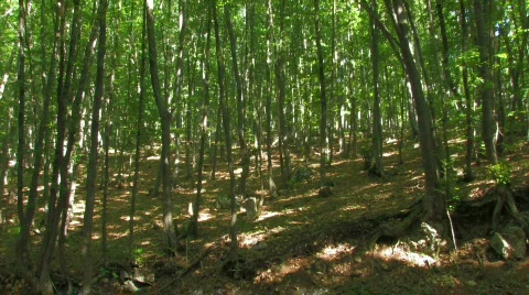 Forest with high green trees 3 Stock Footage 478270