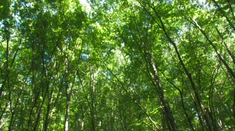 Forest with high green trees 4 Stock-Footage 478260