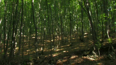 Forest with high green trees Stock Footage 478248