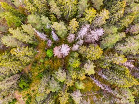 Forest from up high Stock Photos
