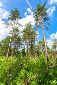 Forest with high pine trees in a beautiful summer sunny day against the blue  Stock Photos