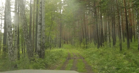 Forest with high trees seen from windshield Stock Footage 114350893