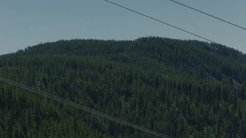 Forest with high voltage power lines in foreground Stock-Footage 232426580