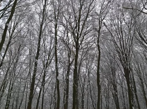 Forest High Winter Stock Photos