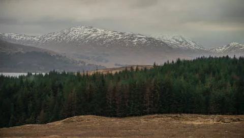 Forest in the highlands Stock Photos
