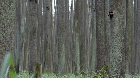 FOREST HIGHLIGHT Stock Footage 68859307