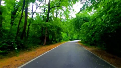  forest highway with beautiful trees on the sides Stock Footage 149322036