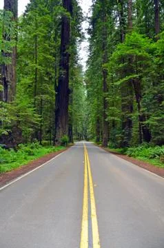 Forest highway Stock Photos