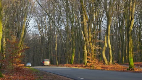 A forest highway at sunset at fall begin winter. Video stock 269179705