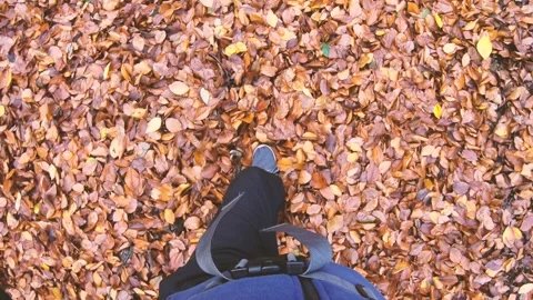 Forest hike in autumn Stock Footage 315315153