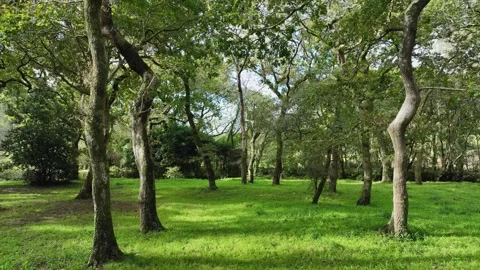 Forest Hike With Densely Woodland. Pullback Shot Video stock 257549171