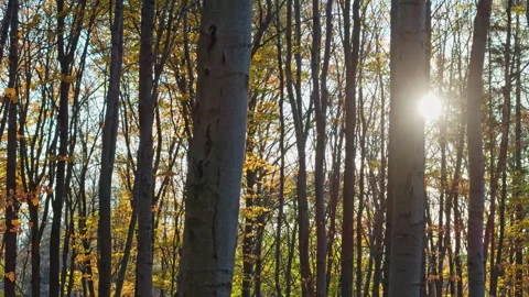 Forest hike in the early sun; the light paints a vibrant picture on the aut.. Stock Footage 255569415