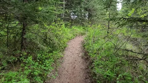Forest Hike Stock Footage 136908388