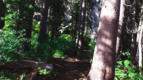 Forest Hike Stock Footage 158873676