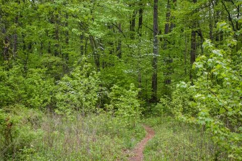 Forest hike Stock Photos