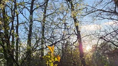Forest hike in spring with trees awakening with early buds. Video. Minnesota, Stock Footage 340360777