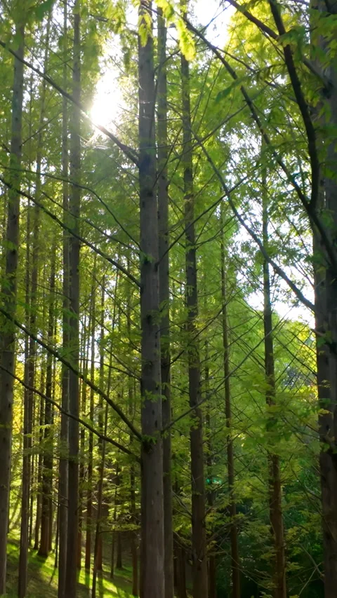 Forest Hike with Sunbeams, Vertical Video for Smartphone Footage Stock Footage 321375583