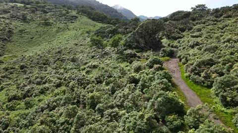 Forest hiking trail Stock Footage 261272958