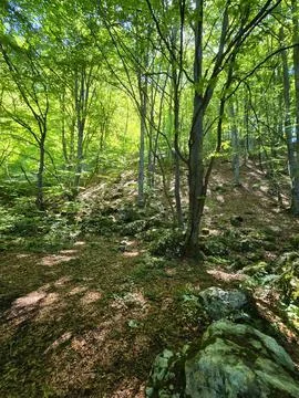 Forest hiking trail Foto stock