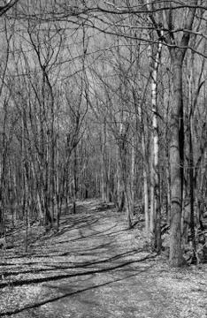 Forest Hiking Trail Spring Stock Photos
