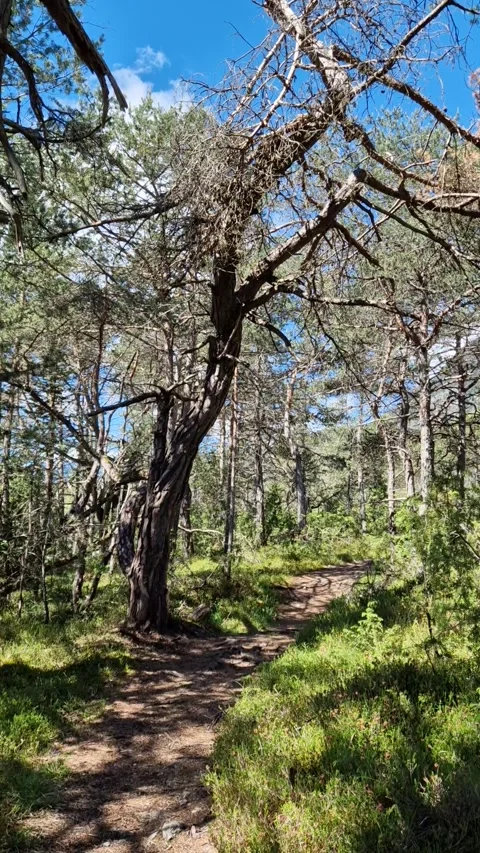 Forest Hiking Trail with Sunlight and Blue Sky Video stock 315456155