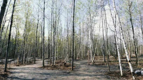 Forest Hiking trail Tree Stock Footage 272931752