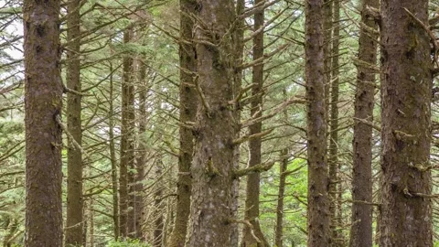Forest hiking trail winding through mossy trunks and straight trees, Ecola to Cr Stock Footage 309321002