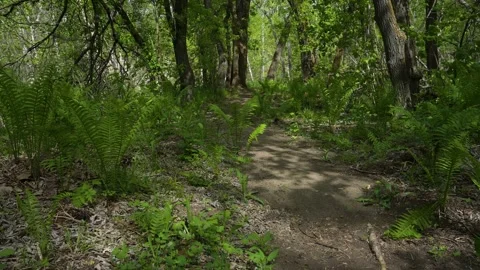 Forest hiking trail winds a dense forest of trees and ferns.  Stock Footage 155077088