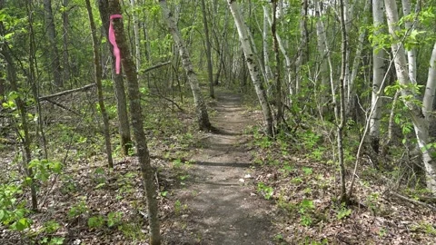 Forest hiking trail winds through birch trees with a pink ribbon on one tree  Stock Footage 155077064