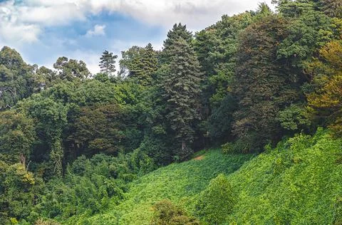 Forest on the hill background Stock Photos