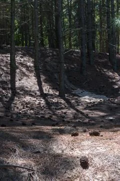 A forest with a hill in the background Stock Photos