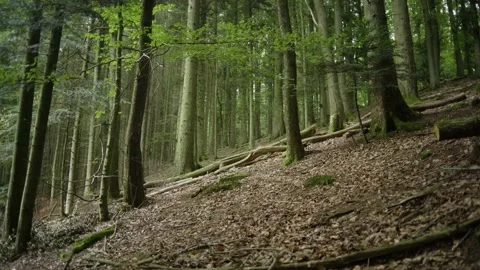 Forest On a Hill Video stock 171242718