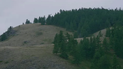 Forest on the hill Stock Footage 171728669