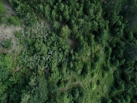 Forest on the hill landscape aerial view Stock Footage 78158024