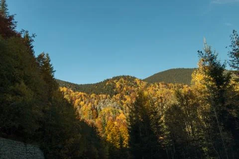 A forest hill landscape Stock Photos