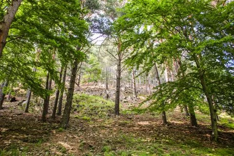 Forest Hill Foto stock