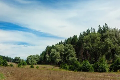Forest on the hill Stock Photos