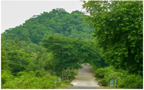 The forest hill Stock Photos