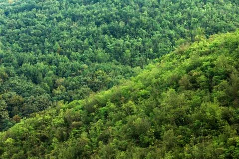 Forest on hill Stock Photos